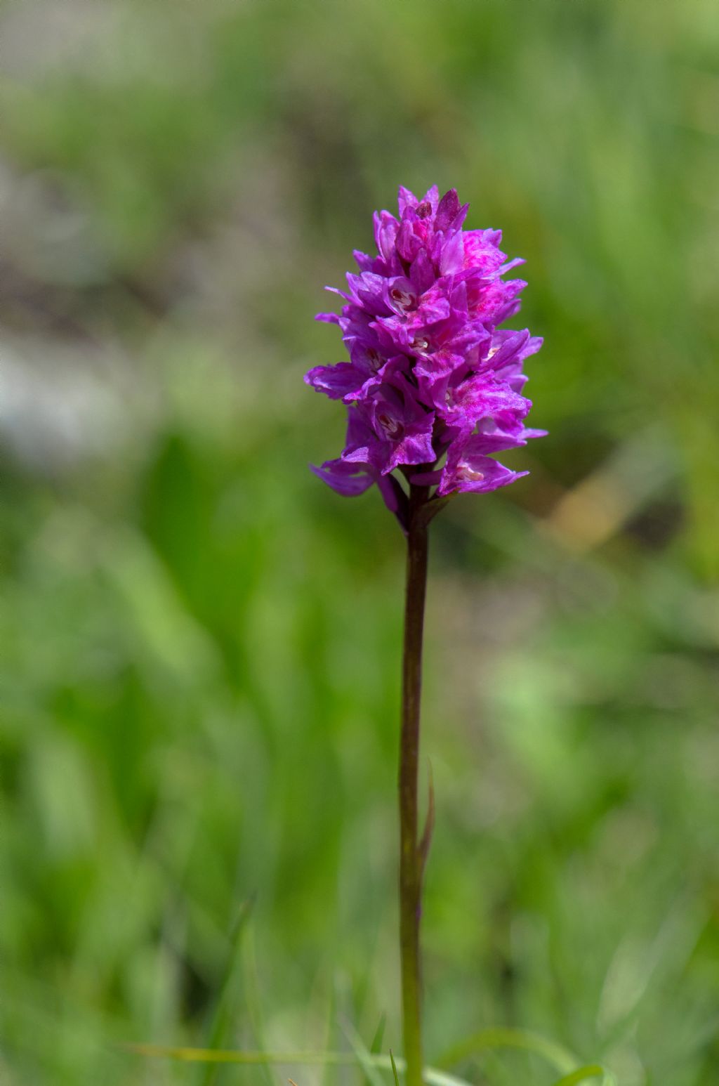 x Dactylodenia tourensis (Godfery) B.Bock 2012